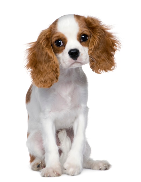 Cavalier King Charles Spaniel, 5 mois, assis devant un mur blanc