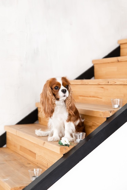 Cavalier King Charles Spaniel chiot chien assis sur les escaliers à la maison