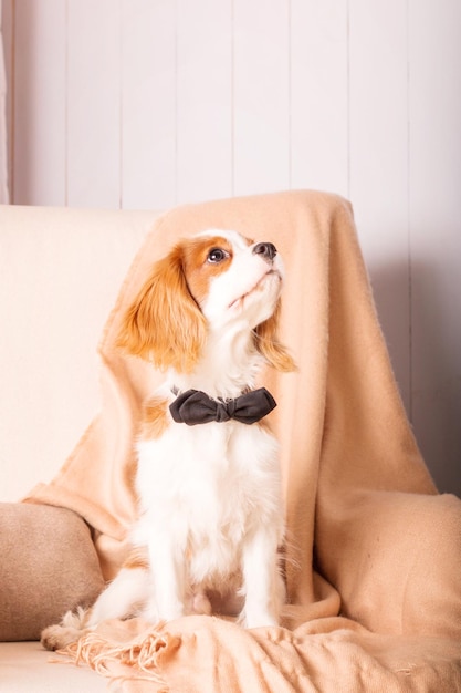 Cavalier King Charles Spaniel chiot chien à l'intérieur