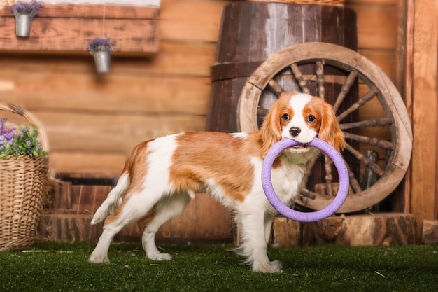 Cavalier King Charles Spaniel chiot chien jouant avec des jouets à l'intérieur