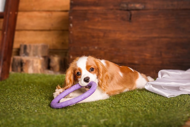 Cavalier King Charles Spaniel chiot chien jouant avec des jouets à l'intérieur