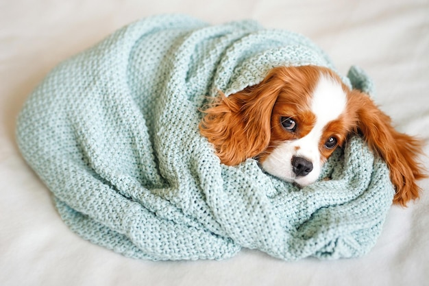 Cavalier King Charles Spaniel Chiot dormir enveloppé dans un plaid en laine bleu