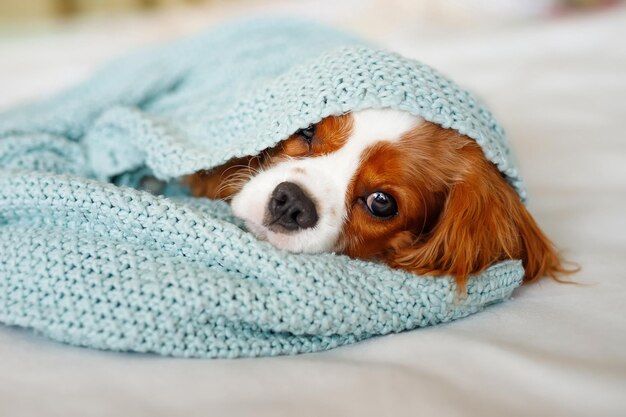 Cavalier King Charles Spaniel Chiot dormir enveloppé dans un plaid en laine bleu