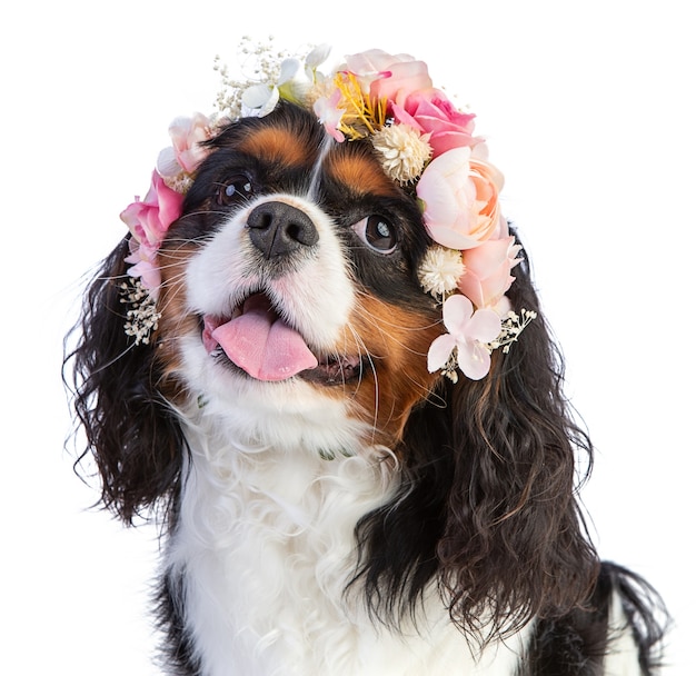 Cavalier King Charles Spaniel avec couronne de fleurs rose sur blanc isolé