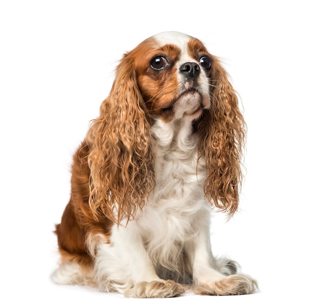 Cavalier King Charles Spaniel devant un mur blanc