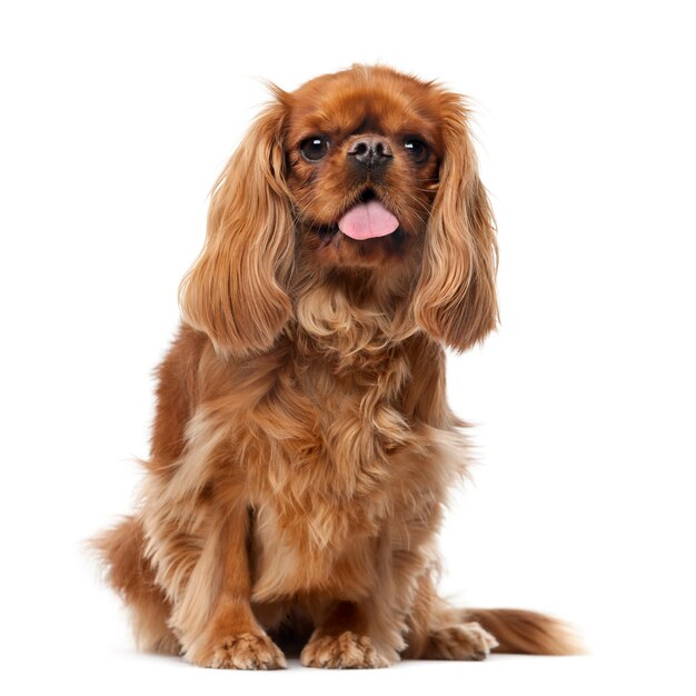 Cavalier King Charles Spaniel devant un mur blanc