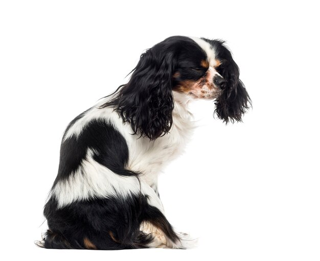 Cavalier King Charles Spaniel devant un mur blanc