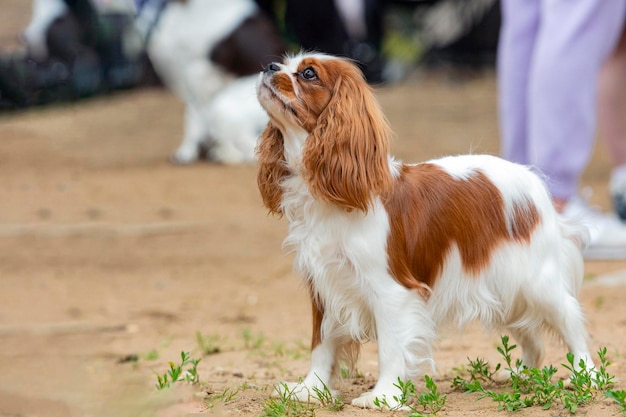 Cavalier King Charles Spaniel jouant sur un champ de sable