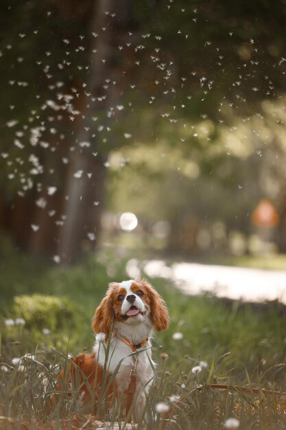 Cavalier King Charles Spaniel jouant avec des pissenlits volants