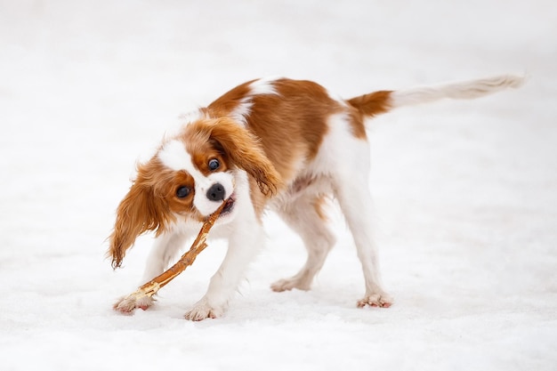 Cavalier King Charles Spaniel joue en hiver dans la rue avec un bâton