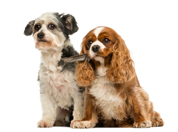 Cavalier King Charles Spaniel avec une plume dans sa bouche et chien croisé assis