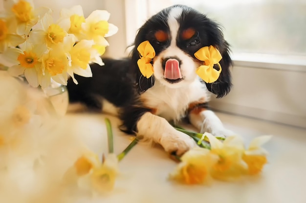 Cavalier King Charles Spaniel se trouve sur un rebord de fenêtre à côté de fleurs de jonquille