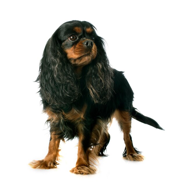 cavalier king charles