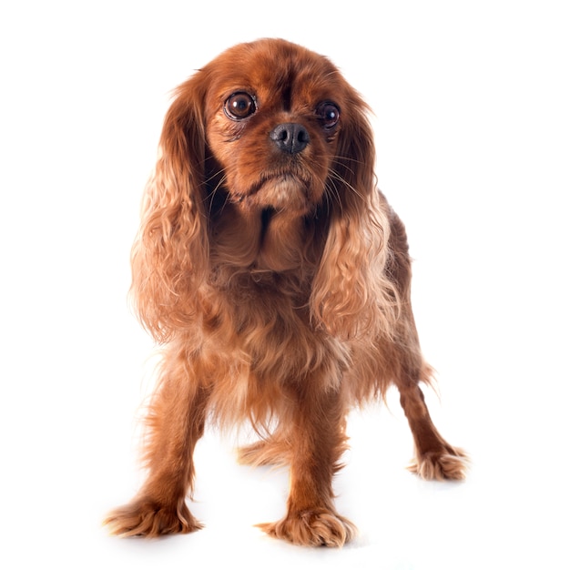 cavalier king charles