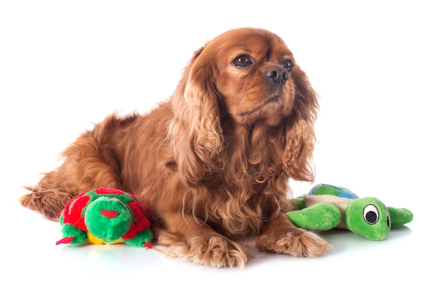 cavalier king charles