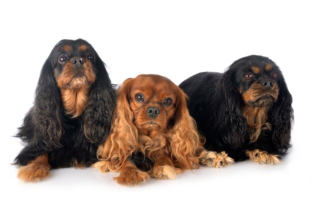 Cavalier king charles