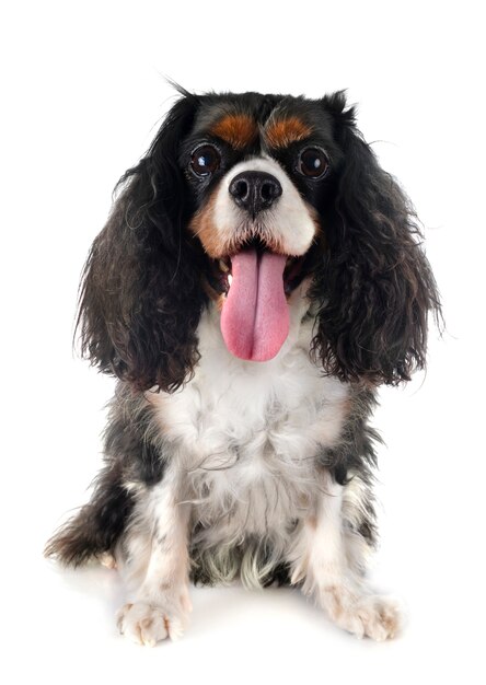 Cavalier king charles