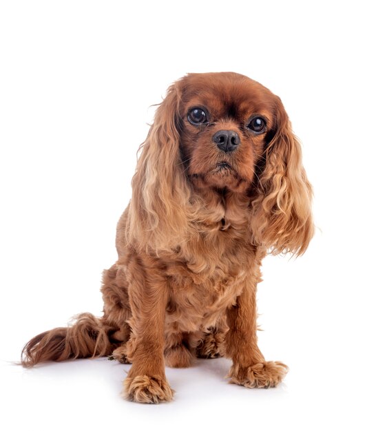 Cavalier king charles