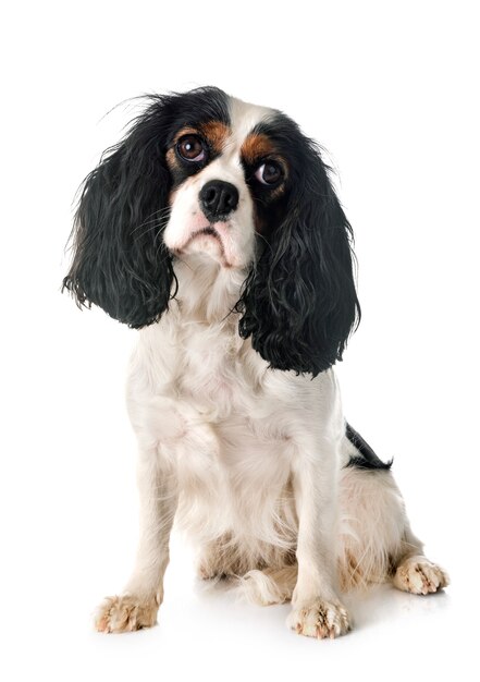 cavalier king charles