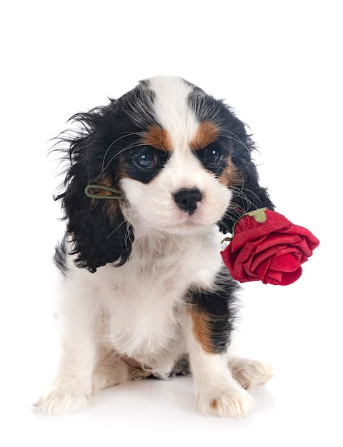 cavalier king charles