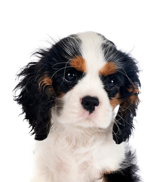 cavalier king charles