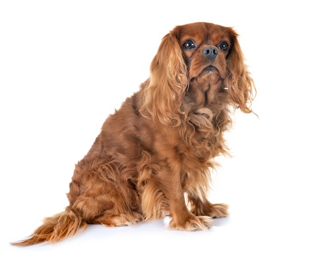 cavalier king charles