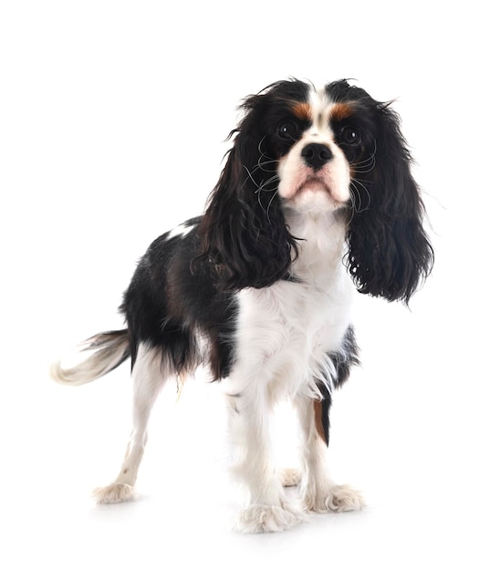 cavalier king charles