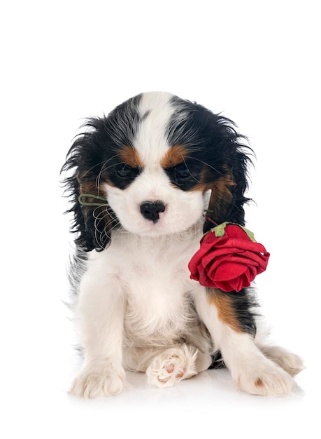 cavalier king charles