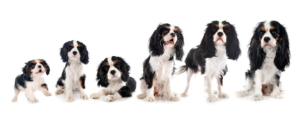 cavalier king charles