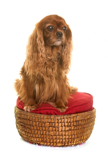 cavalier king charles