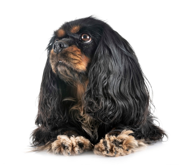 cavalier king charles