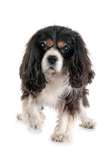 cavalier king charles