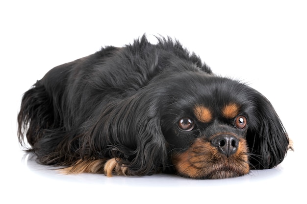 cavalier king charles