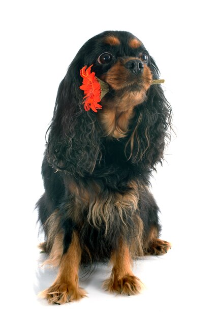 Photo cavalier king charles