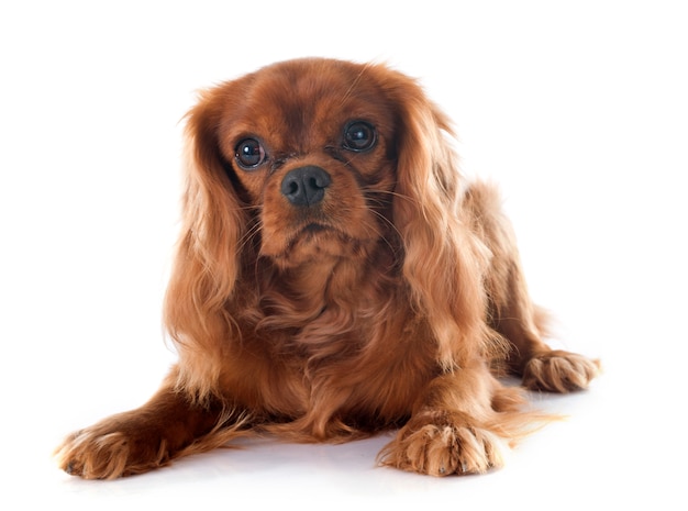 cavalier king charles