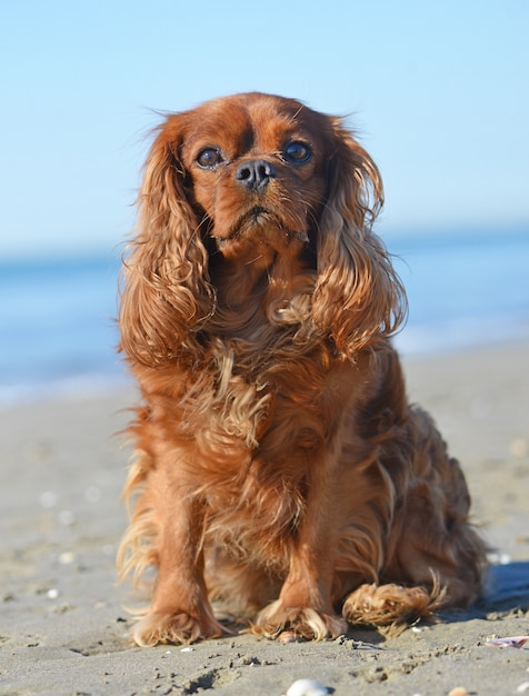 cavalier king charles