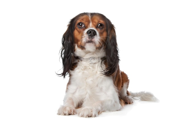 Cavalier roi Charles Spaniel