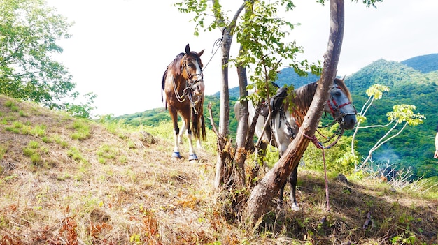 Photo cavalos na montanha