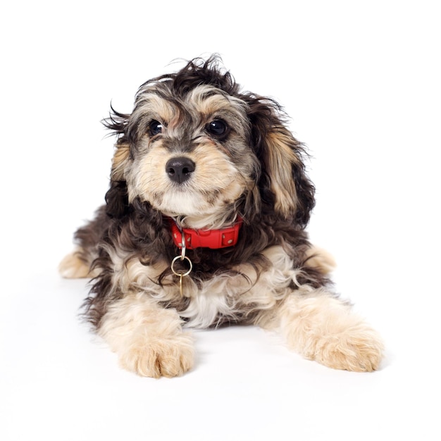 Cavapoo sur fond blanc