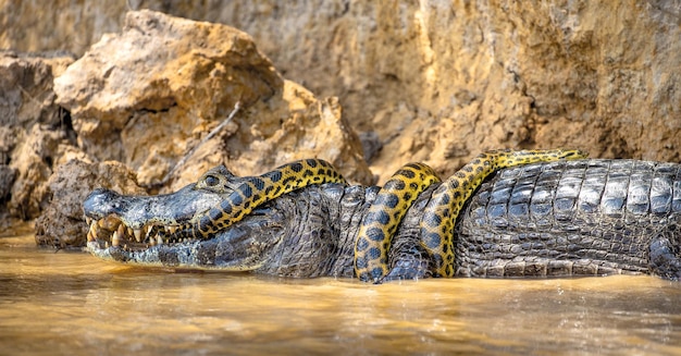 Photo cayman crocodylus yacare contre anaconda eunectes murinus cayman a attrapé une anaconde anaconda étrangle le caiman brésil pantanal porto jofre mato grosso rivière cuiaba