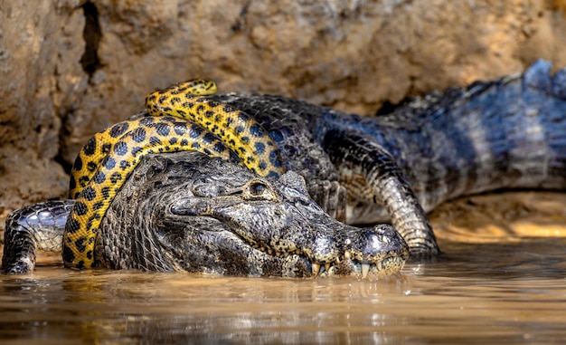 Photo cayman crocodylus yacare contre anaconda eunectes murinus cayman a attrapé une anaconde anaconda étrangle le caiman brésil pantanal porto jofre mato grosso rivière cuiaba