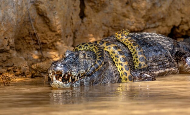 Photo cayman crocodylus yacare contre anaconda eunectes murinus cayman a attrapé une anaconde anaconda étrangle le caiman brésil pantanal porto jofre mato grosso rivière cuiaba