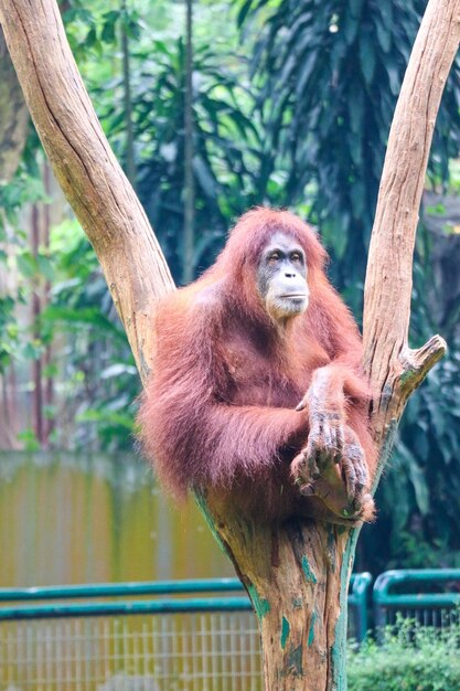 Ceci est une photo d'un orang-outang de Sumatra au zoo.