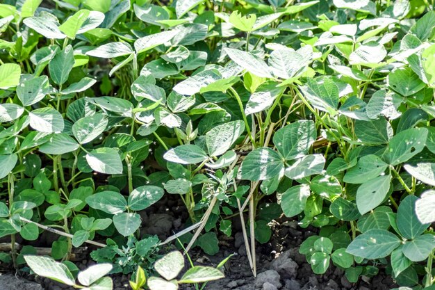 la cécidomyie des champs du soja dans les feuilles de soja