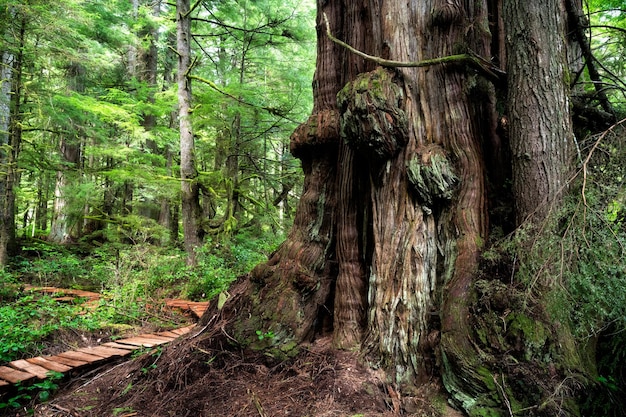 Cèdre rouge de l'ouest à Jurassic Grove près de Port Renfrew, île de Vancouver, BC Canada