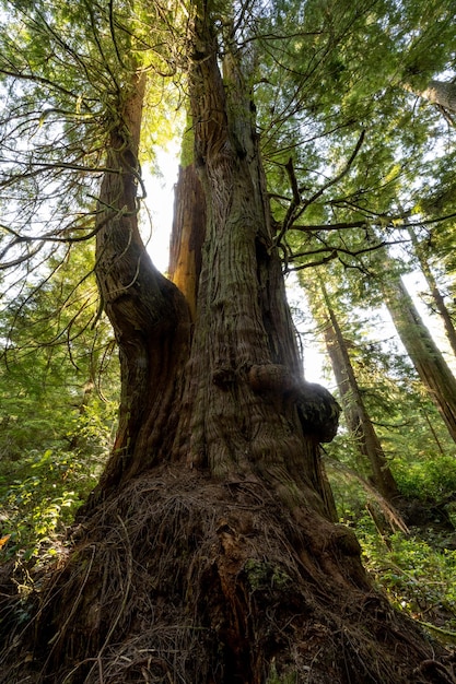 Photo cèdre rouge de l'ouest thuja plicata à jurassic grove, île de vancouver, bc canada