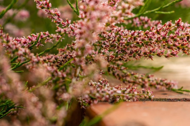 Cèdre salé Tamarix chinensis gros plan, petites fleurs roses qui poussent dans le jardin près de la clôture en brique