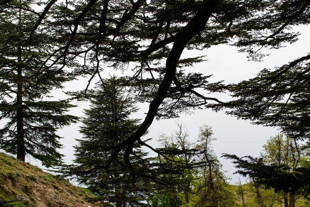 Cèdres du liban cèdres libanais forêts montagnes