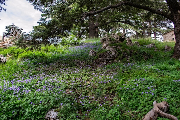 Cèdres du liban cèdres libanais forêts montagnes