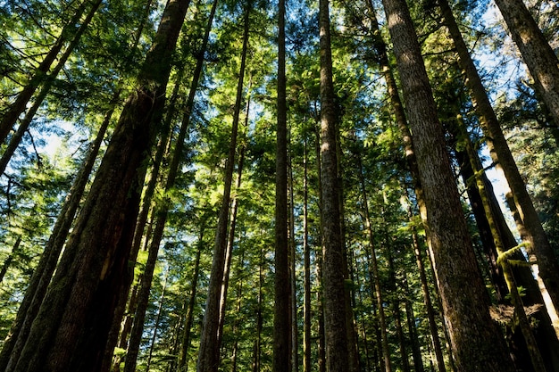 Cèdres rouges de l'Ouest anciens à Eden Grove, Port Renfrew, C.-B.